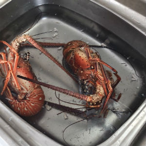 Cleaning lobster in the sink